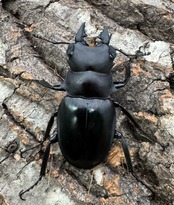 【WD】《カメラツヤクワガタ 42mm ペア》