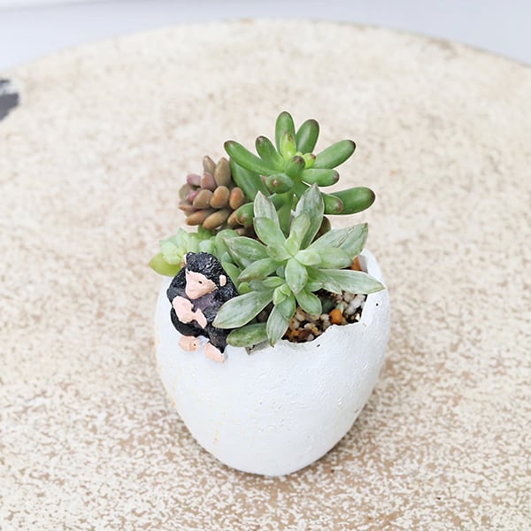 現品販売 かわいいプランター×ミニ多肉植物寄せ植え 多年草 鉢 雑貨