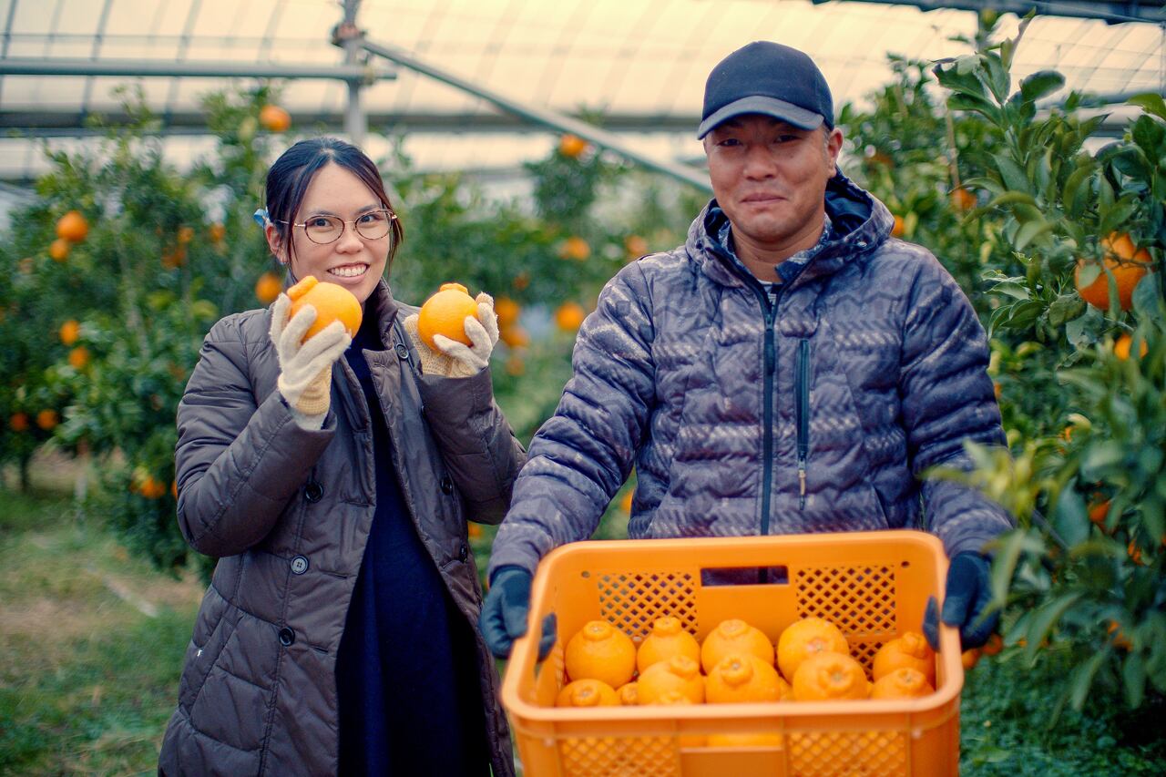 不知火（デコポン）ハウス物　食べきりサイズ 不知火（デコポン）ハウス物 食べきりサイズ 熊本県産 - メルカリ
