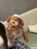 AirPods Pro3/2/1ケース AirPods4/3/2/1ケース トイプードル モチーフ 犬 エアポッズカバー いぬ ぬいぐるみ 起毛 もこもこ ふわふわ リボン付き 鈴付き ハンドストラップ 落下防止 アニマル 動物 かわいい 韓国 プレゼント ギフト エアポッズケース