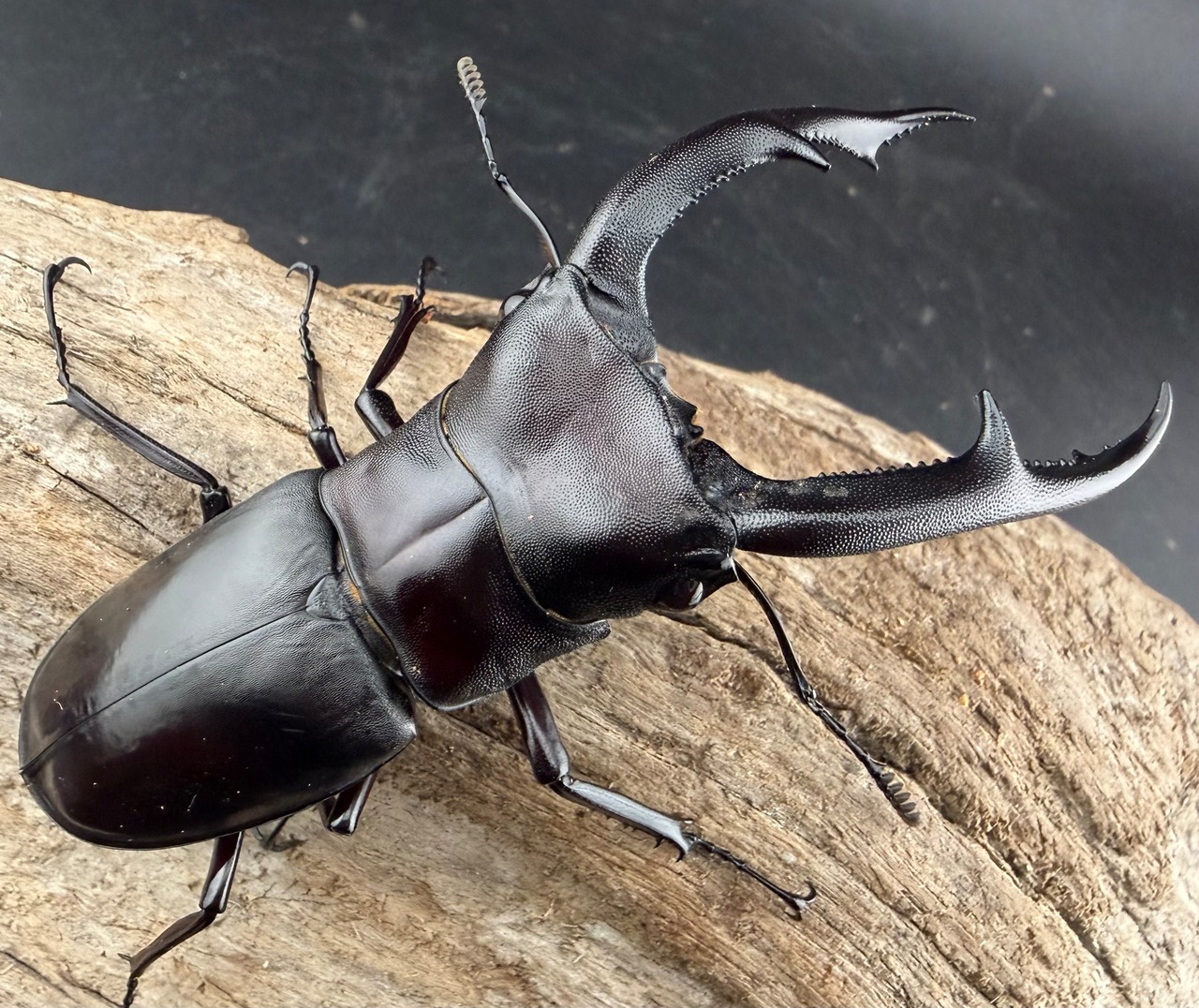 【WD】《マンディブラリスフタマタ 95mm ペア》