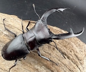 【WD】《マンディブラリスフタマタ 95mm ペア》