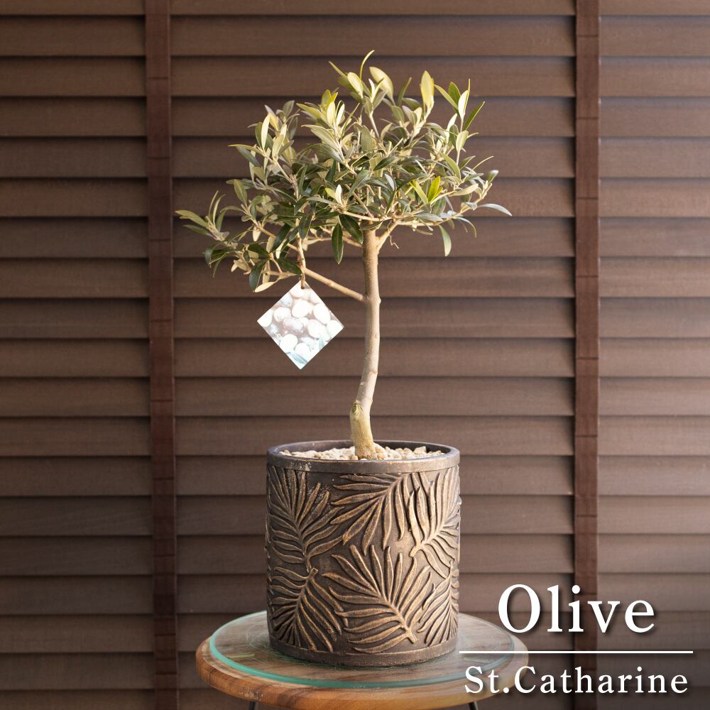 創樹 オリーブ Olive セントキャサリン 6号 陶器鉢 盆栽 SOUJU St.Catharine オリーブの木 0315BR