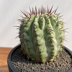 Copiapoa cinerea var. columna-alba【コピアポア・孤竜丸】