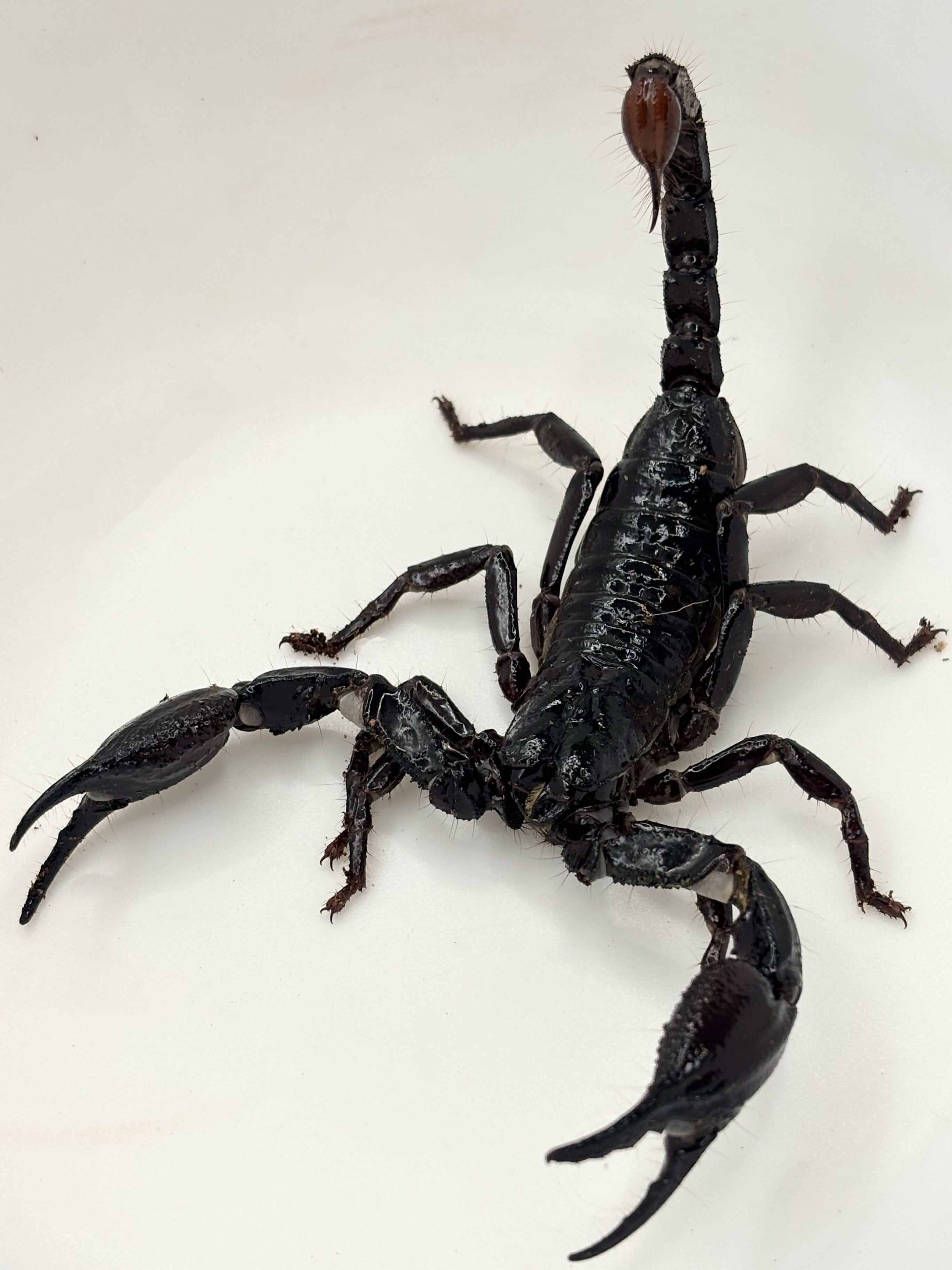 ロブストバロウィングスコーピオン 1匹 | まるころ商店〜まるくて