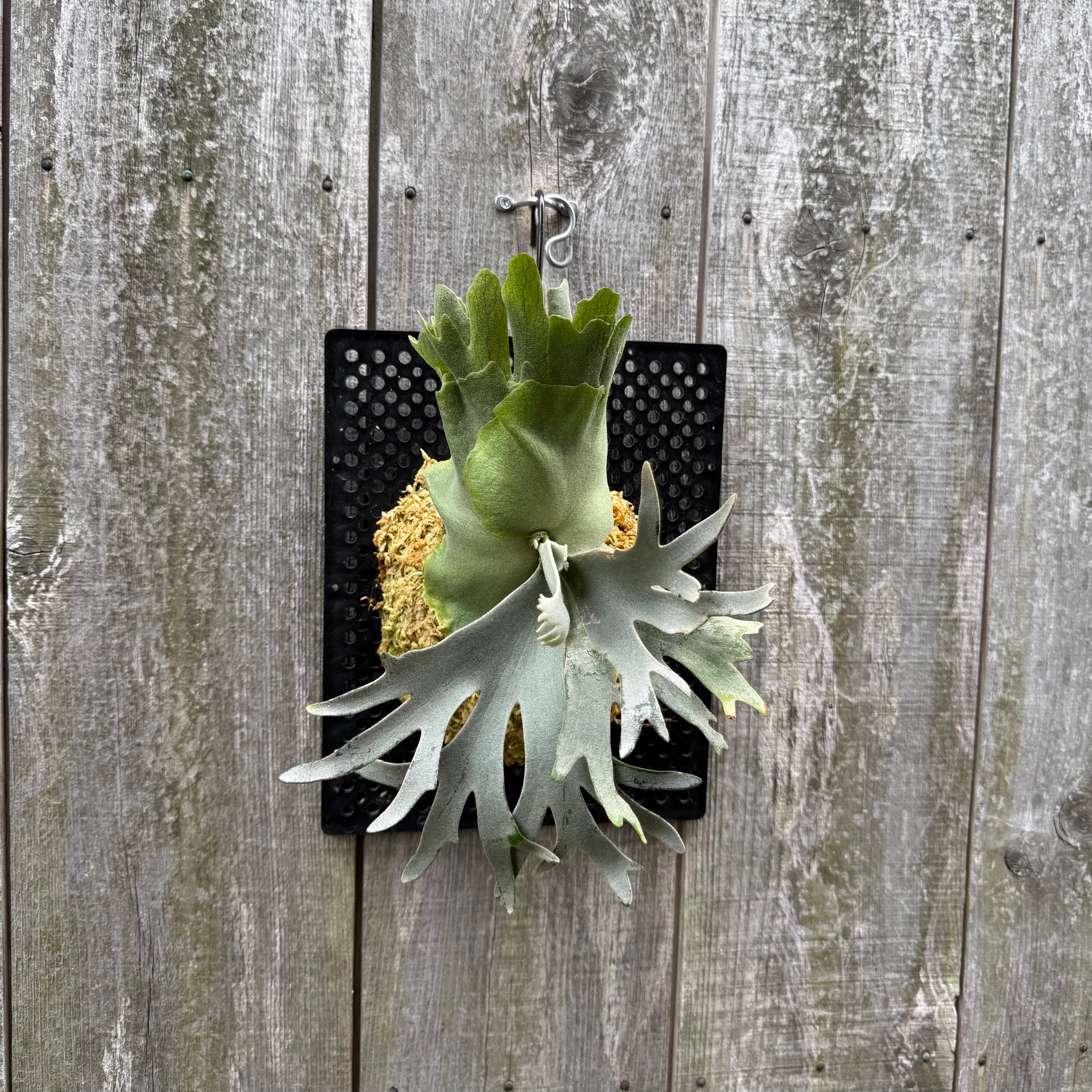 P. alcicorne Dwarf # 02 (pup) | naturefix