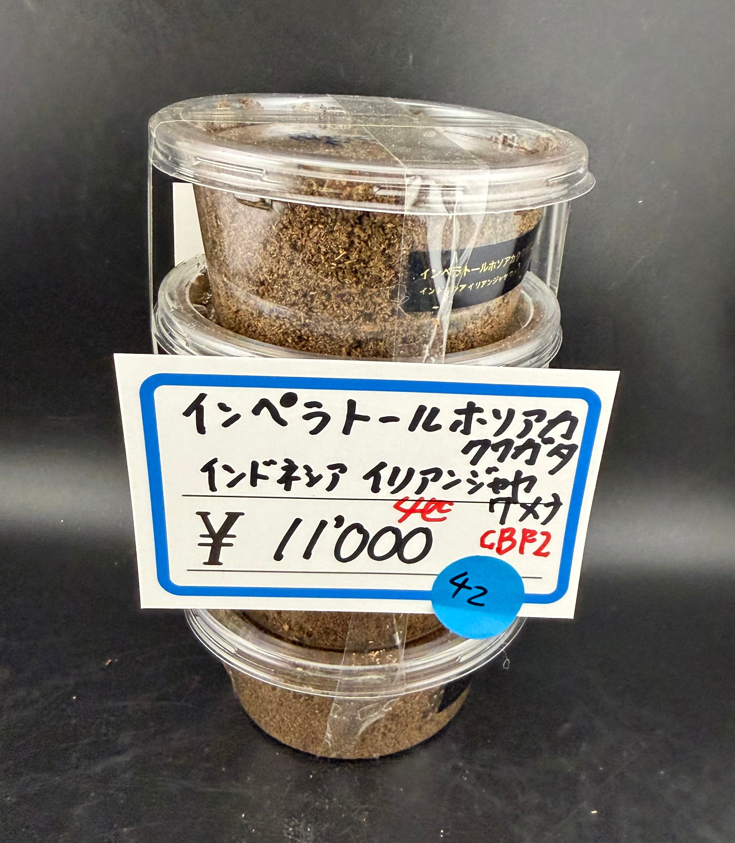 *大型　顎太良型　インペラトールホソアカ♂野外標本 * インペラトール ホソアカ 初2令6頭 ①