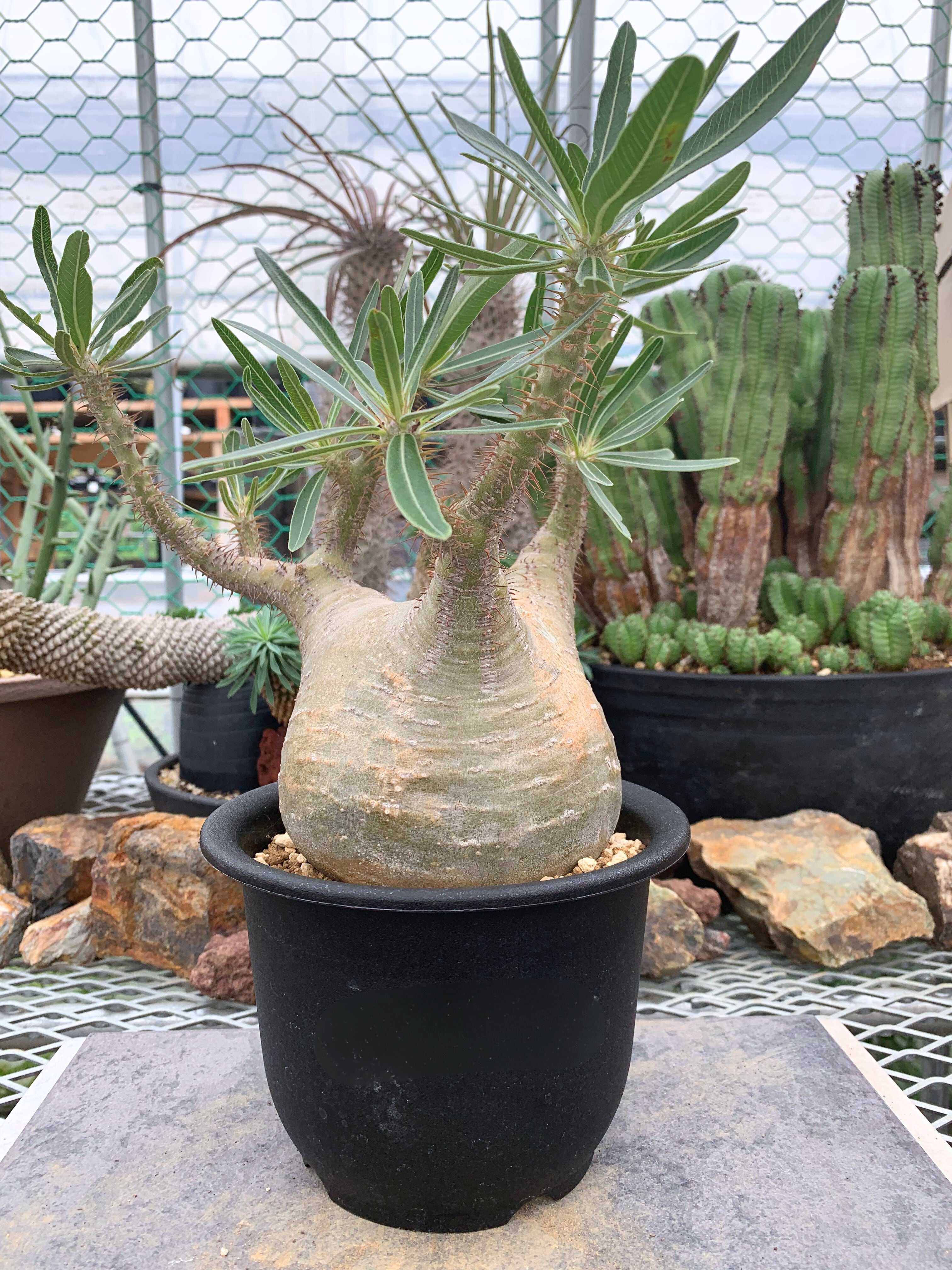 パキポディウム グラキリス P018【送料着払い】 | CACTUS330