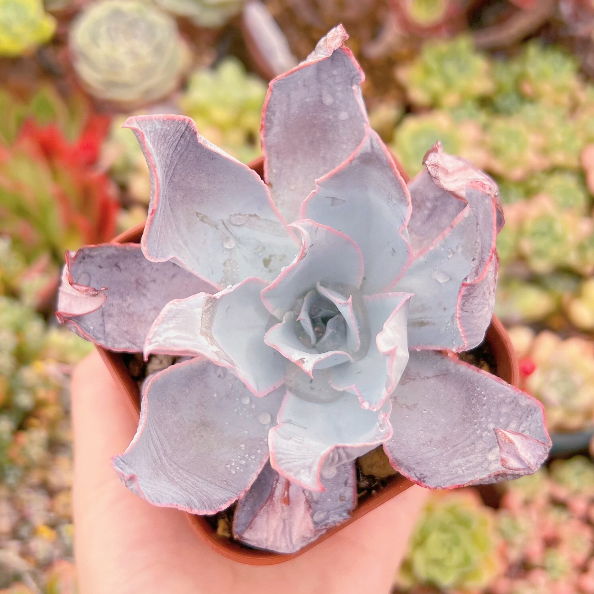 現品　カンテ#022　るる農園