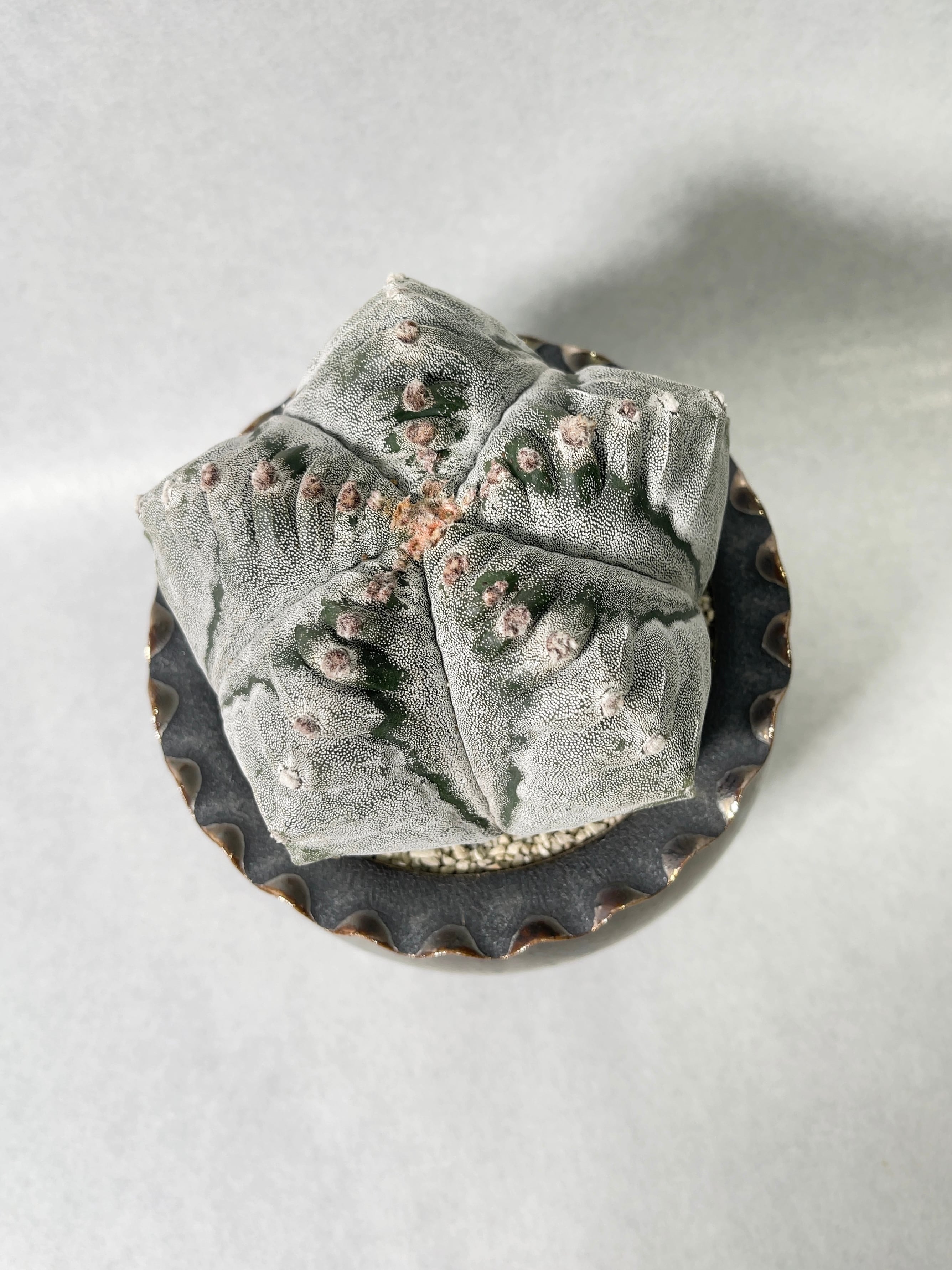 アストロフィツム・肋骨鸞鳳玉 | trigger