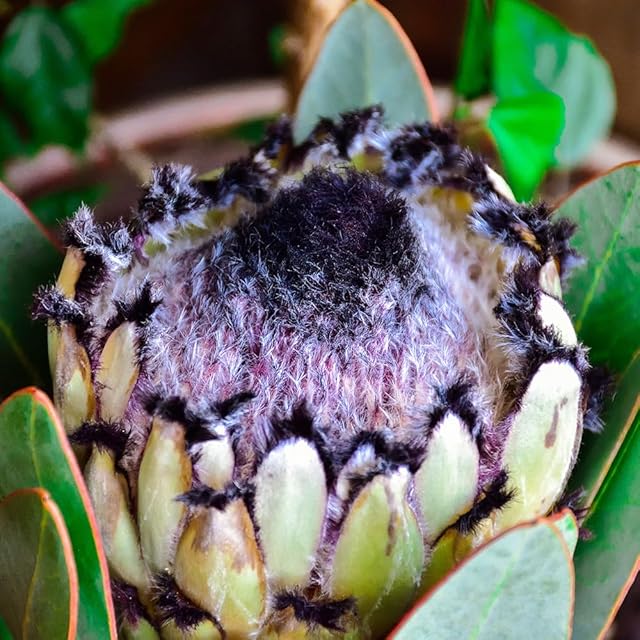 P. Willinckii cv. Sailor Mercury (OC) 【artPLANTs/PLANTS GARAGE