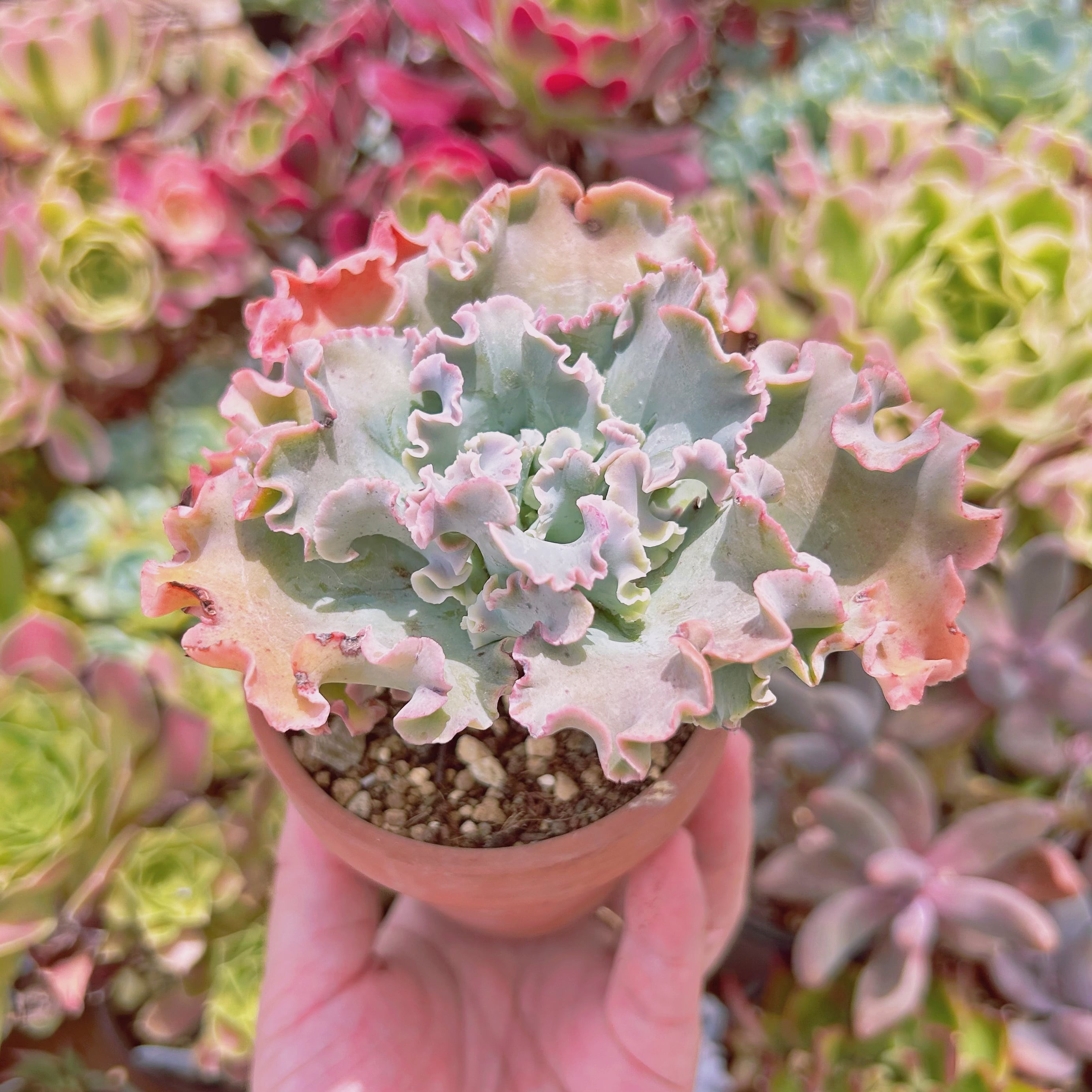 現物 多肉植物 高砂の翁 抜き苗 | るる農園~多肉植物専門
