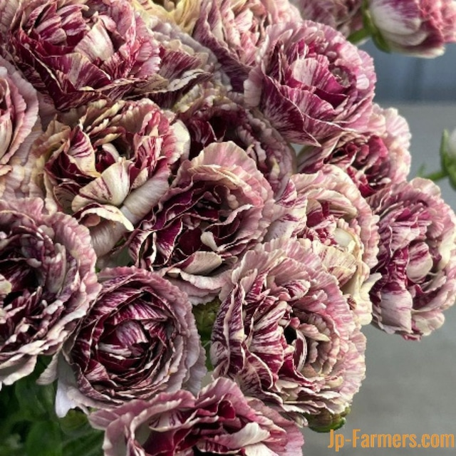 【デザインが素敵なお宝商品　即出荷】　おしゃれさんなラナンキュラス　ガルティエ　　10本