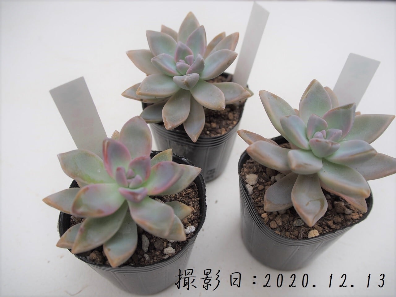 多肉植物 桜牡丹 さくらぼたん グラプトベリア属 いとうぐりーん 産直苗 2号 多肉植物とガーデン雑貨 Macherie マシェリ 多肉植物 桜牡丹 さくらぼたん グラプトベリア属 いとうぐりーん 産直苗 2号 多肉植物とガーデン雑貨 Macherie マシェリ