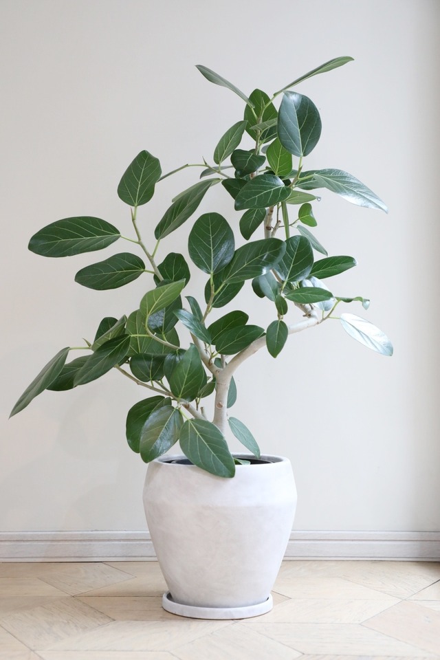 【L/92cm】フィカス ベンガレンシス/Ficus benghalensis