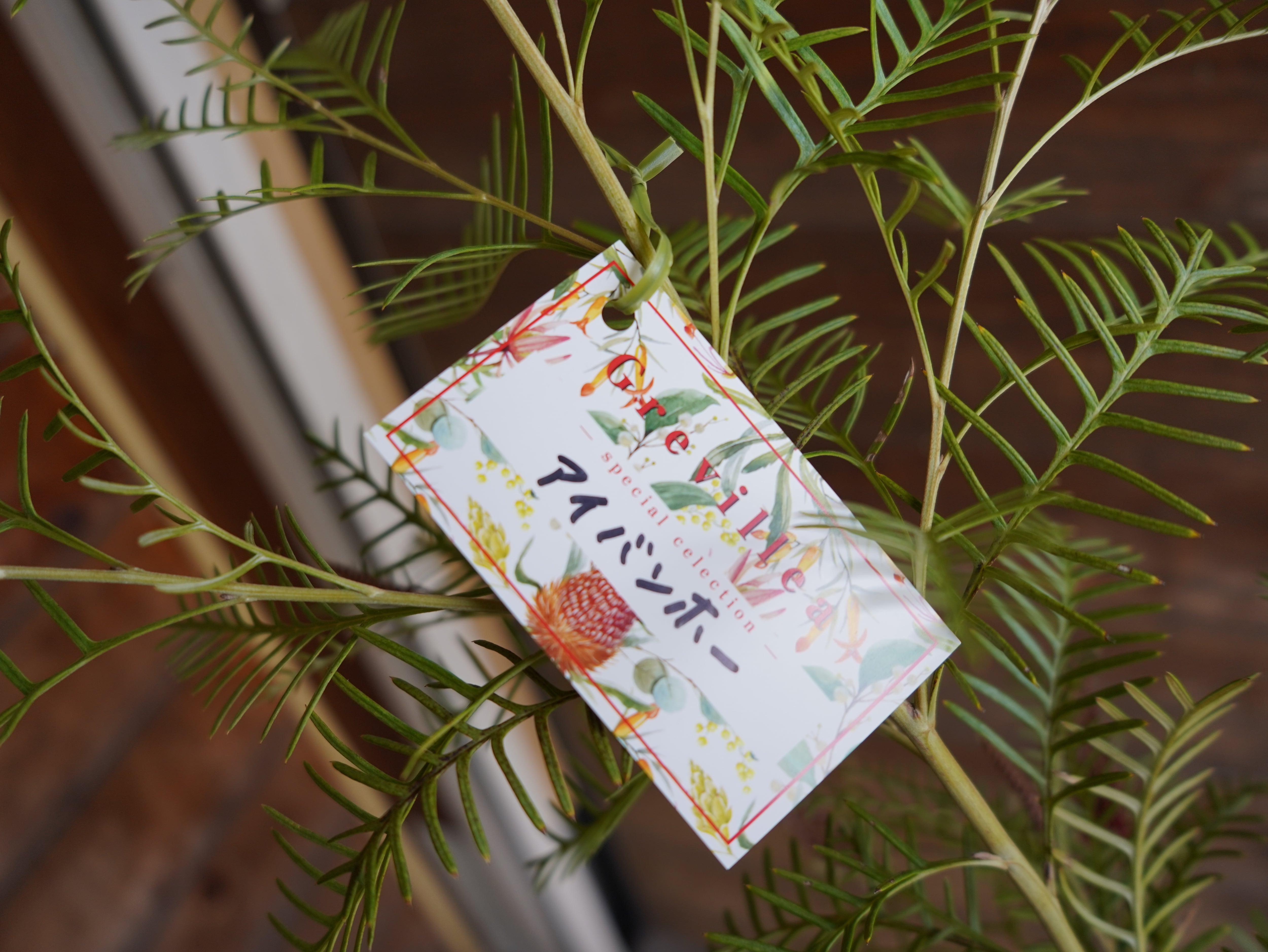 【現物】グレビレア　"アイバンホー"