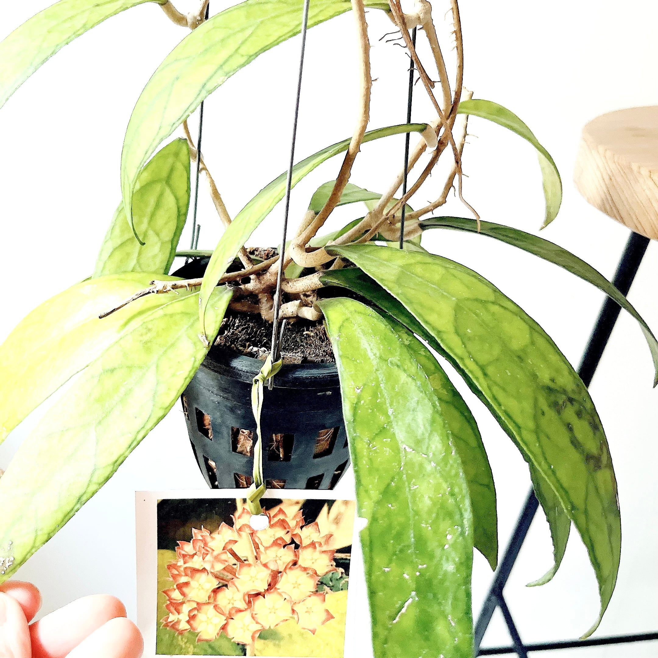 Hoya finlaysonii（ホヤ・フィンレイソニー）観葉植物 calm cafe