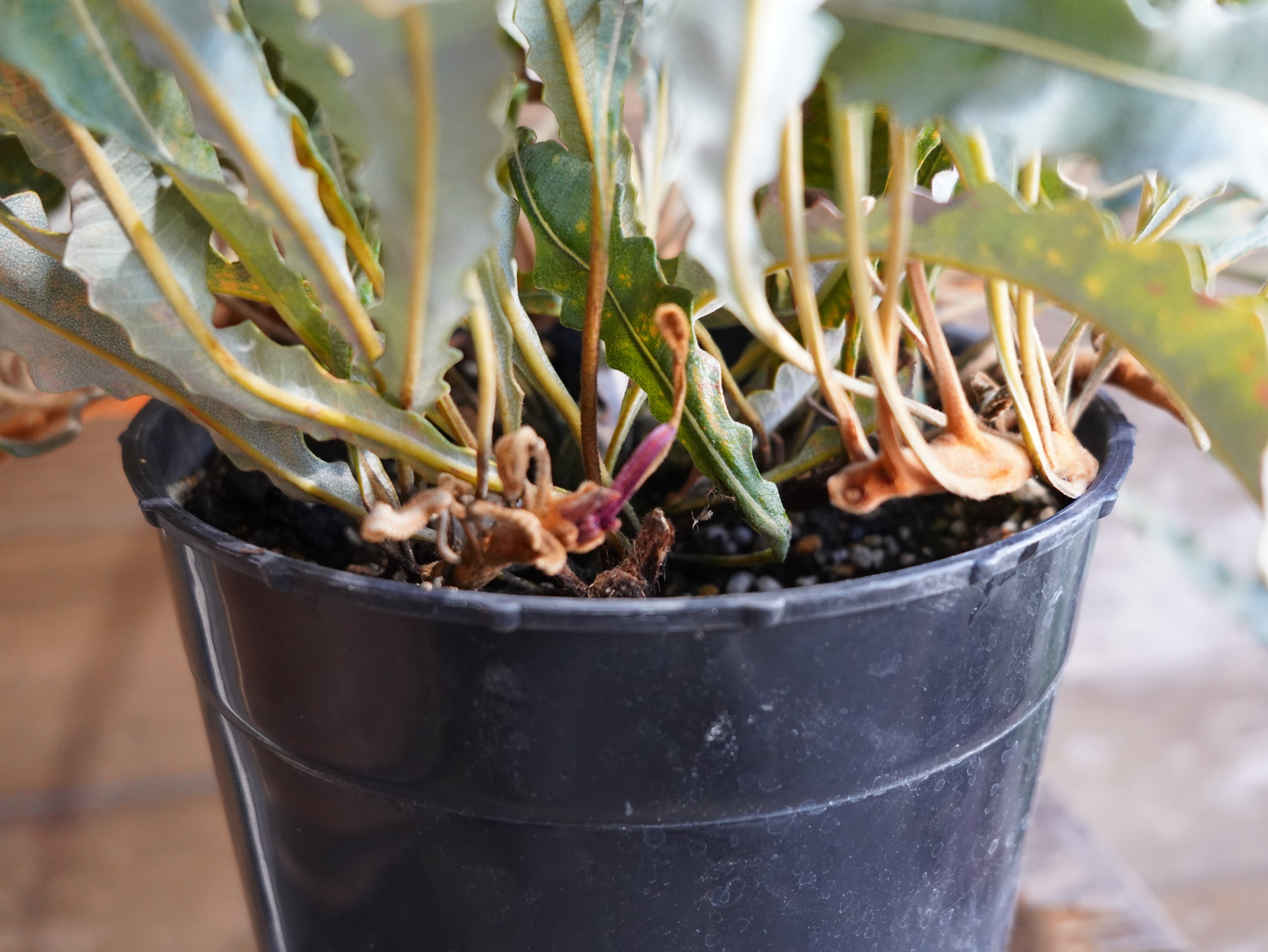 【現物】バンクシア "ペティオラリス"