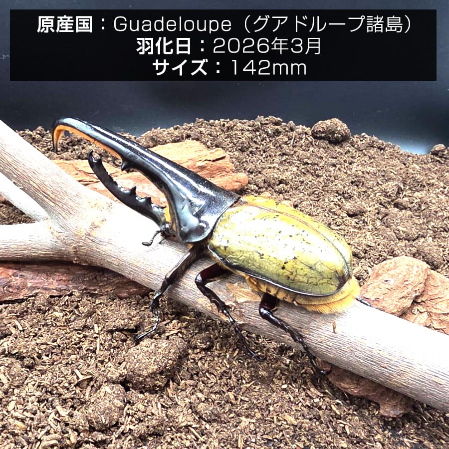 伝説の七節】ロードハウナナフシに酷似のトゲアシフトナナフシオバケ