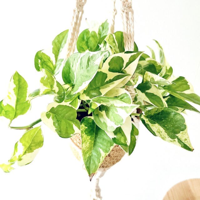 ポトス２種＆マクラメハンガー＆鉢カバーセット calm cafeオリジナル