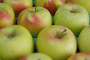 ぐんま名月 １０ｋｇ家庭用