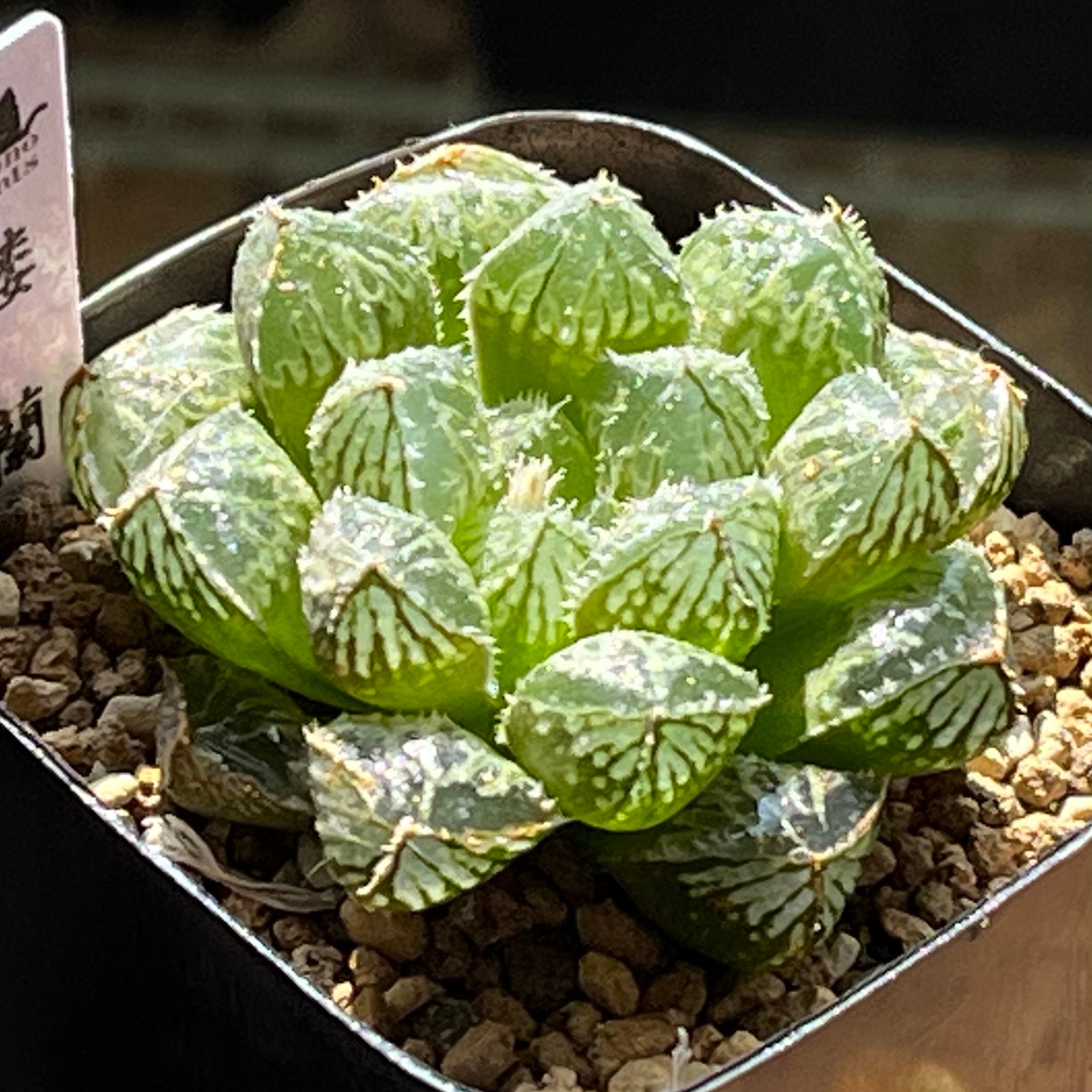 ハオルチア オブツーサ錦 竜珠 糊斑 | mocono_plants