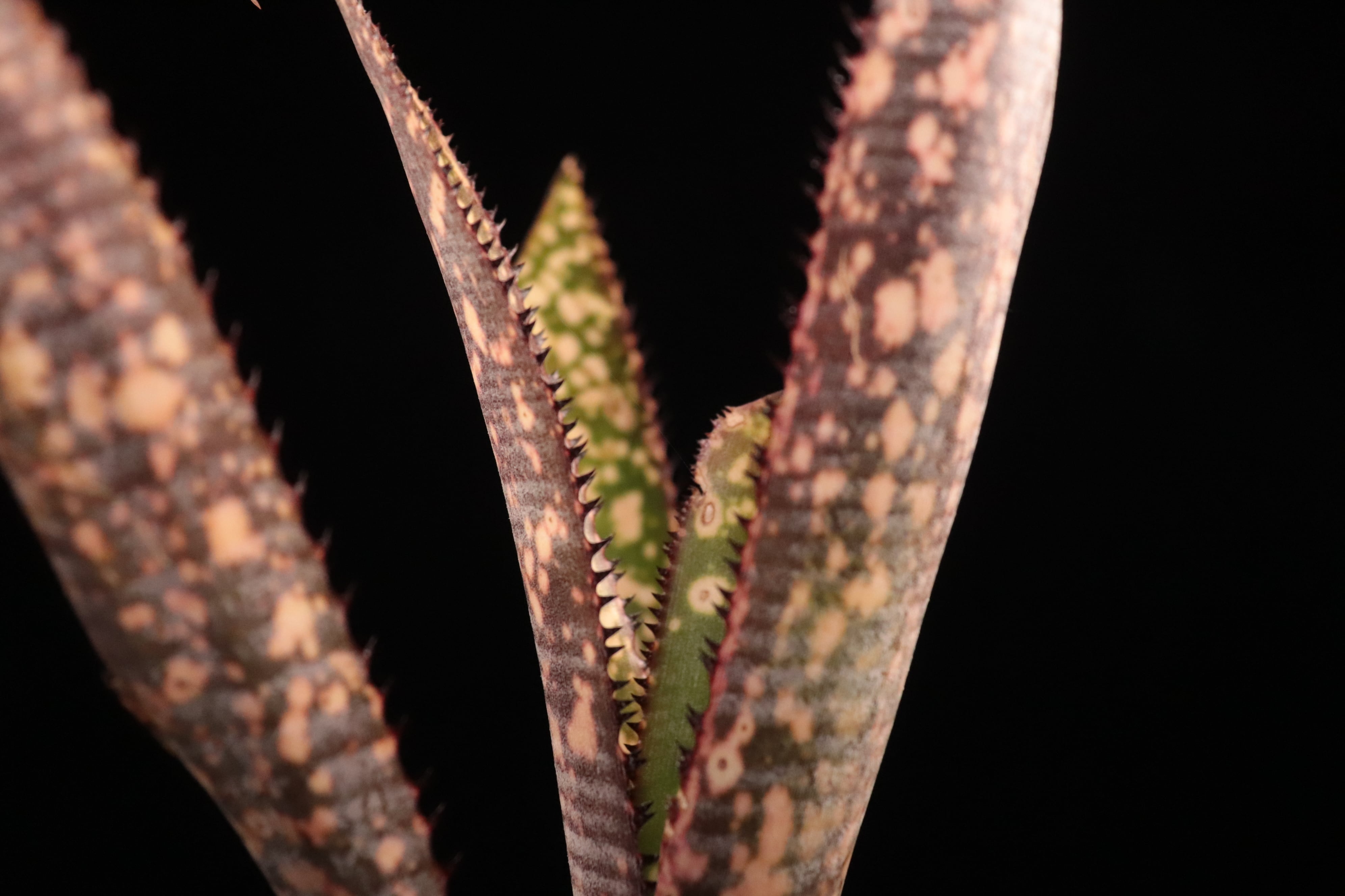 送料無料】Billbergia 'Kolan Offspring'〔ビルベルギア〕現品発送