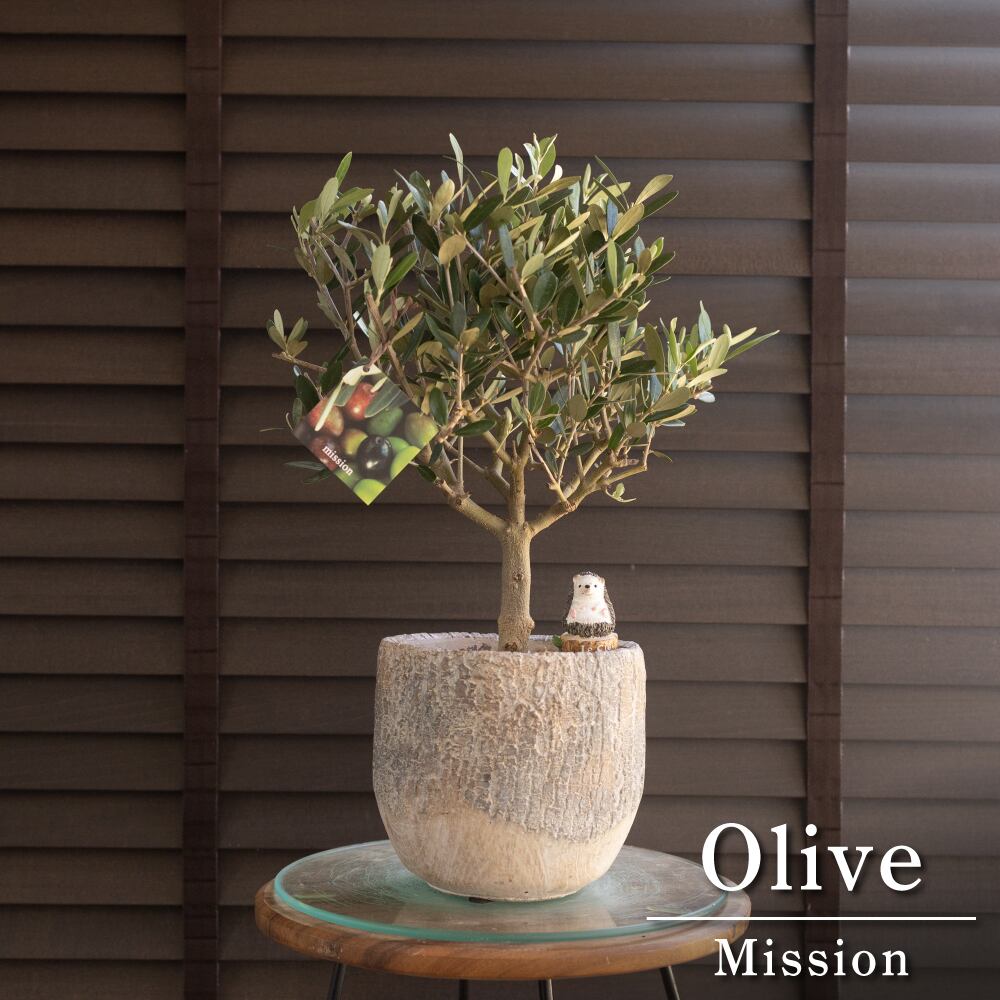 創樹 オリーブ ミッション 5号 陶器鉢 盆栽 SOUJU Mission Olive オリーブの木 0913BE