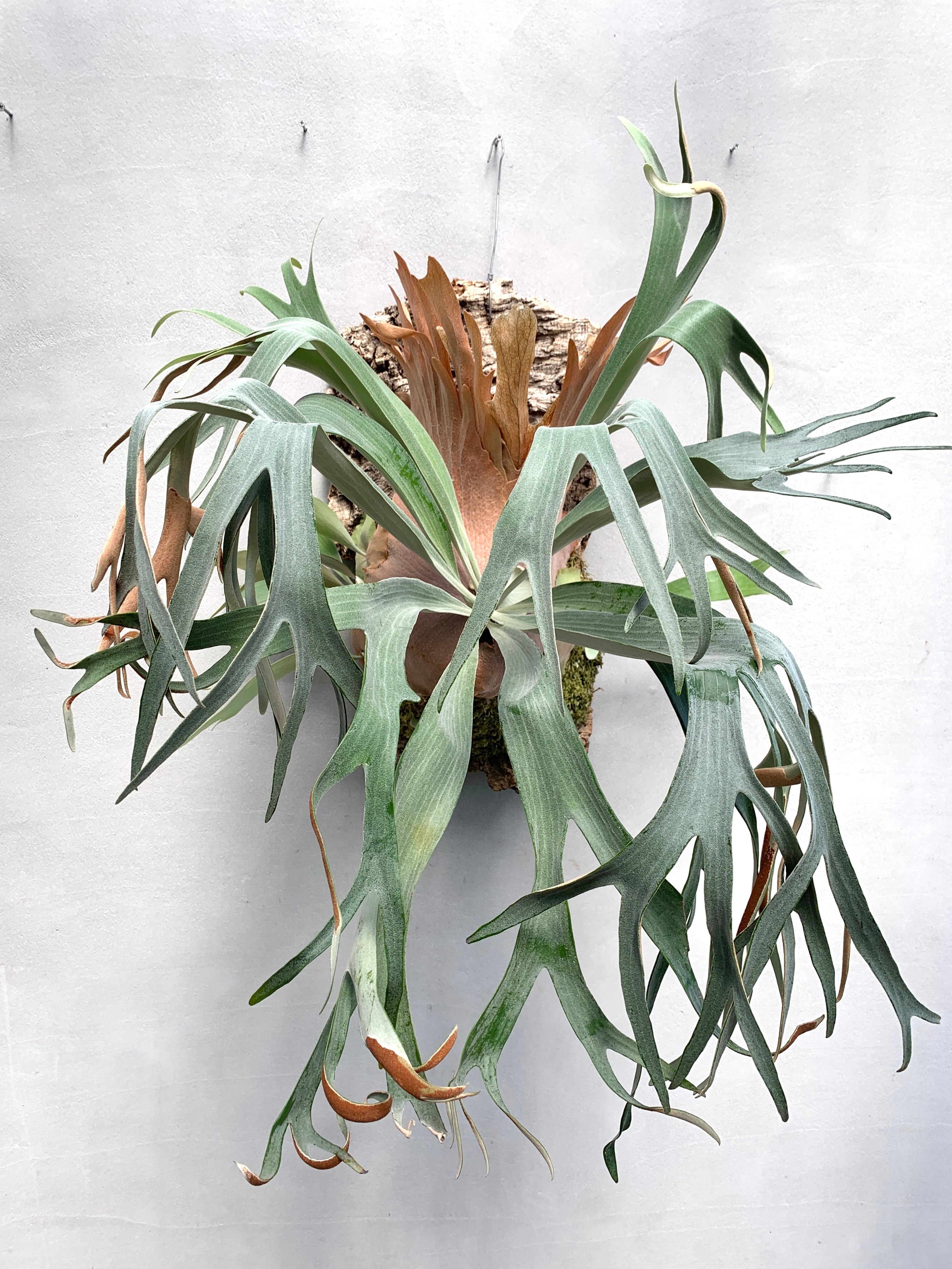 P. 'White Hawk' ビカクシダ 'ホワイトホーク' | vandaka plants