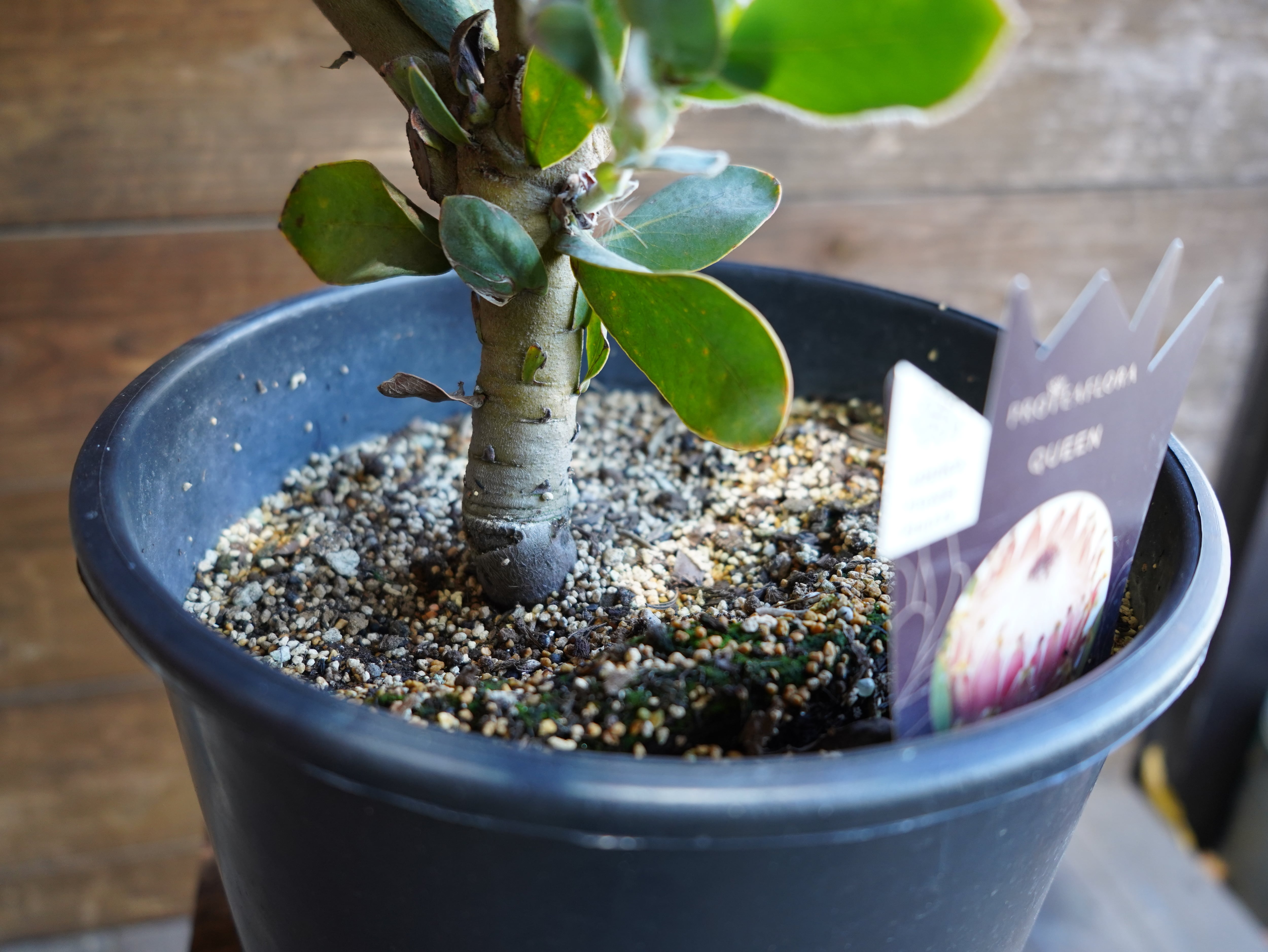 【現物】プロテア　"マグニフィカ"