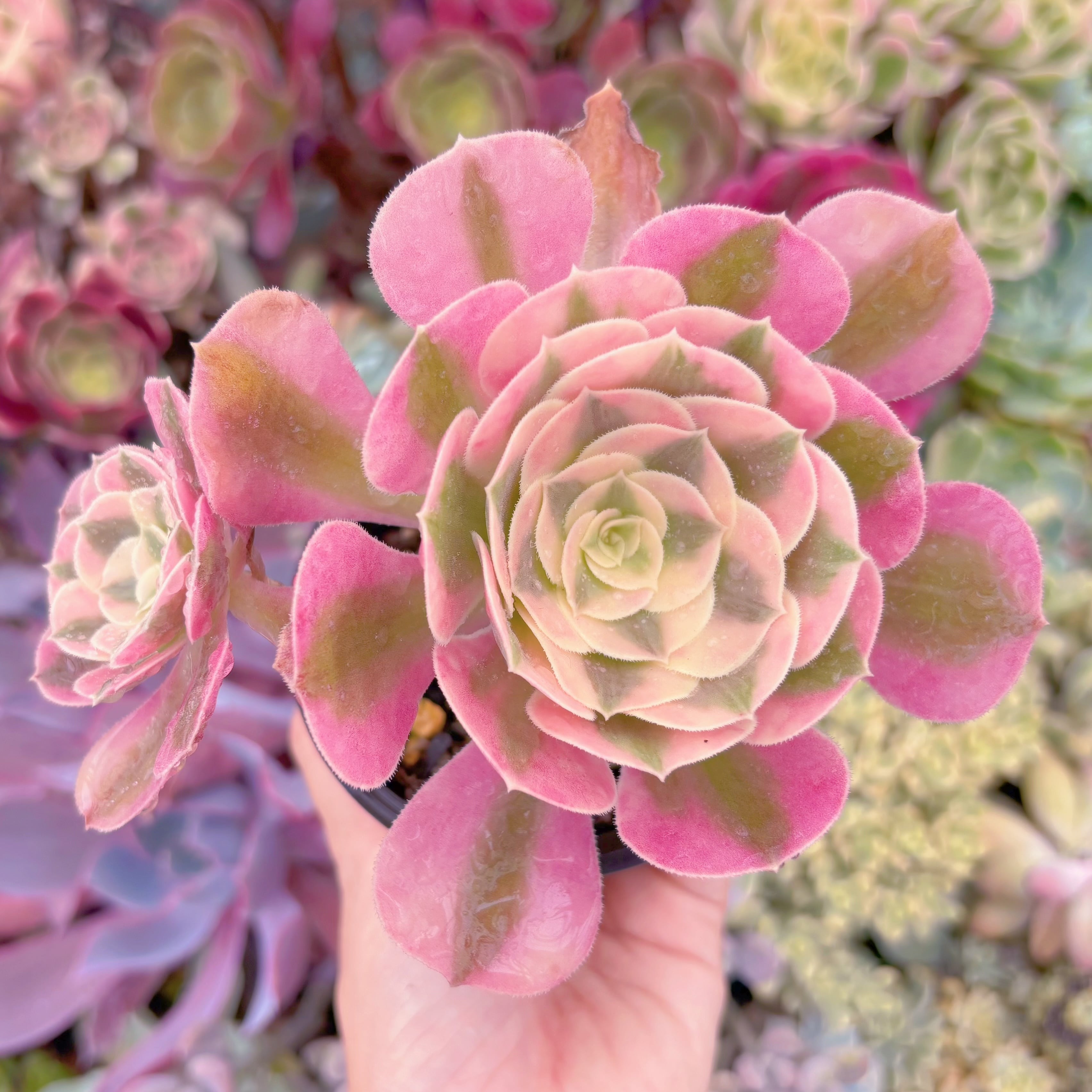 現品　アフラダイティ#D01　群生　るる農園