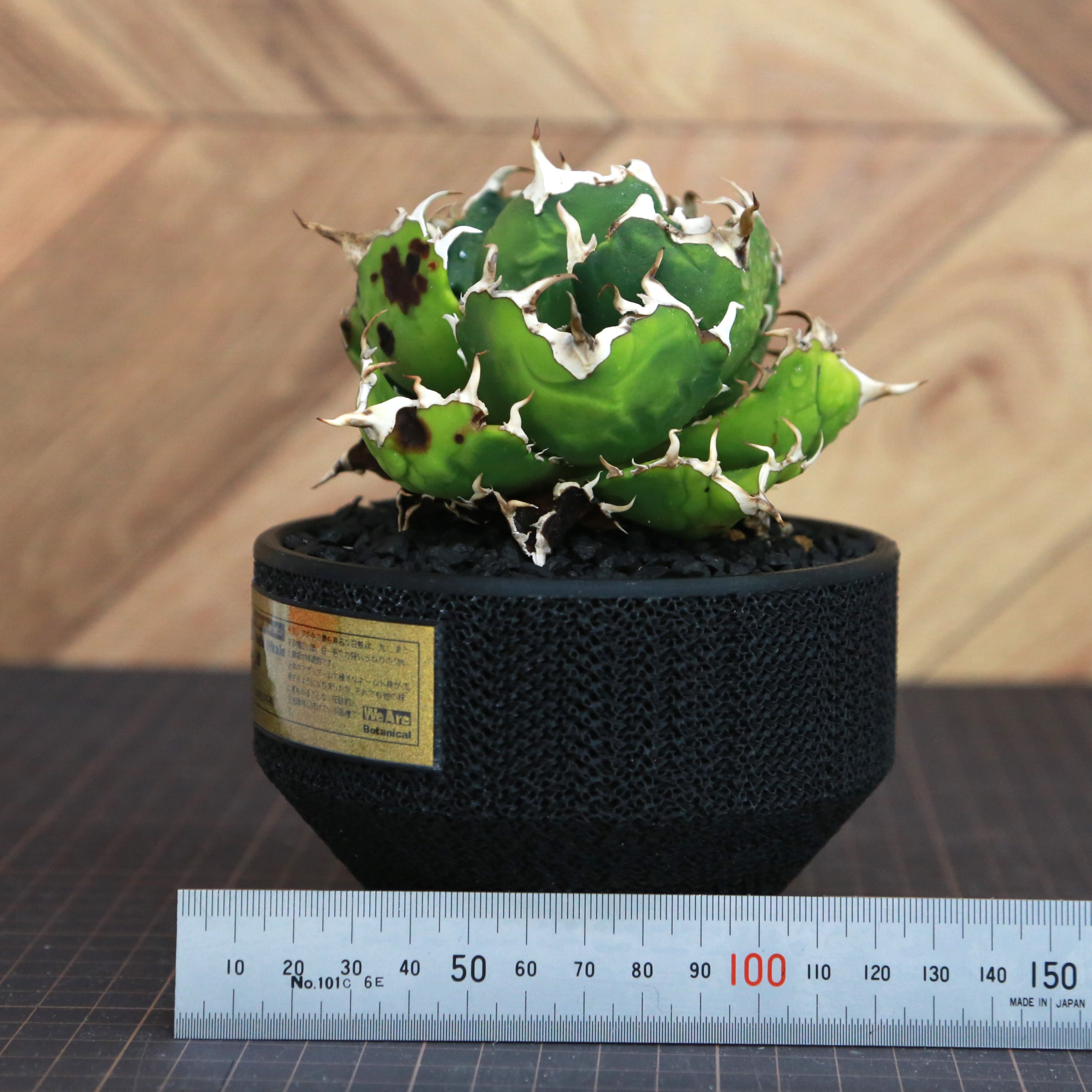 Agave Titanota 白鯨 (White Whale) アガベ チタノタ / 中株(4号鉢