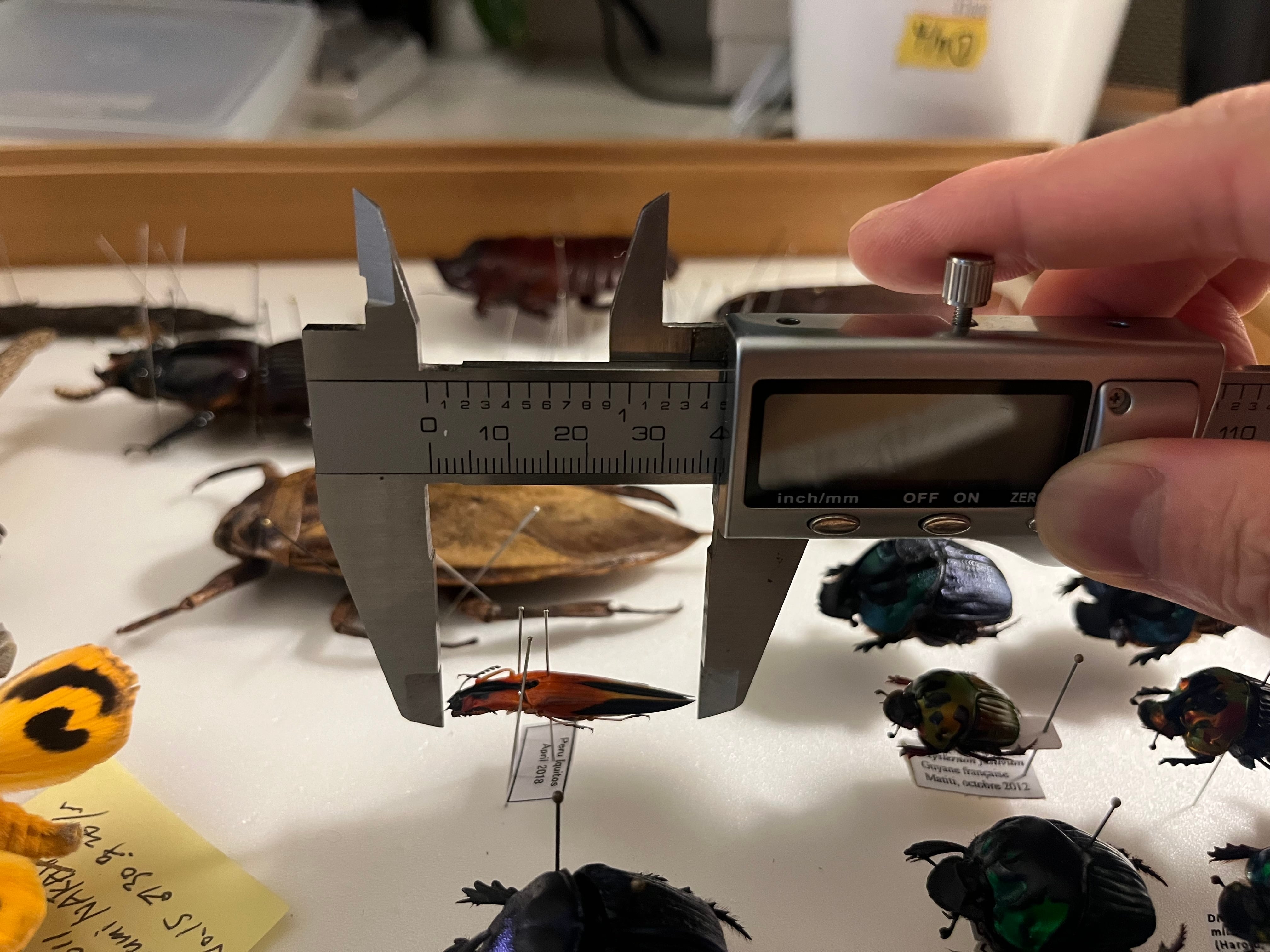 38mm】アングラトゥスミカドコメツキムシ フェラーリコメツキムシ甲虫