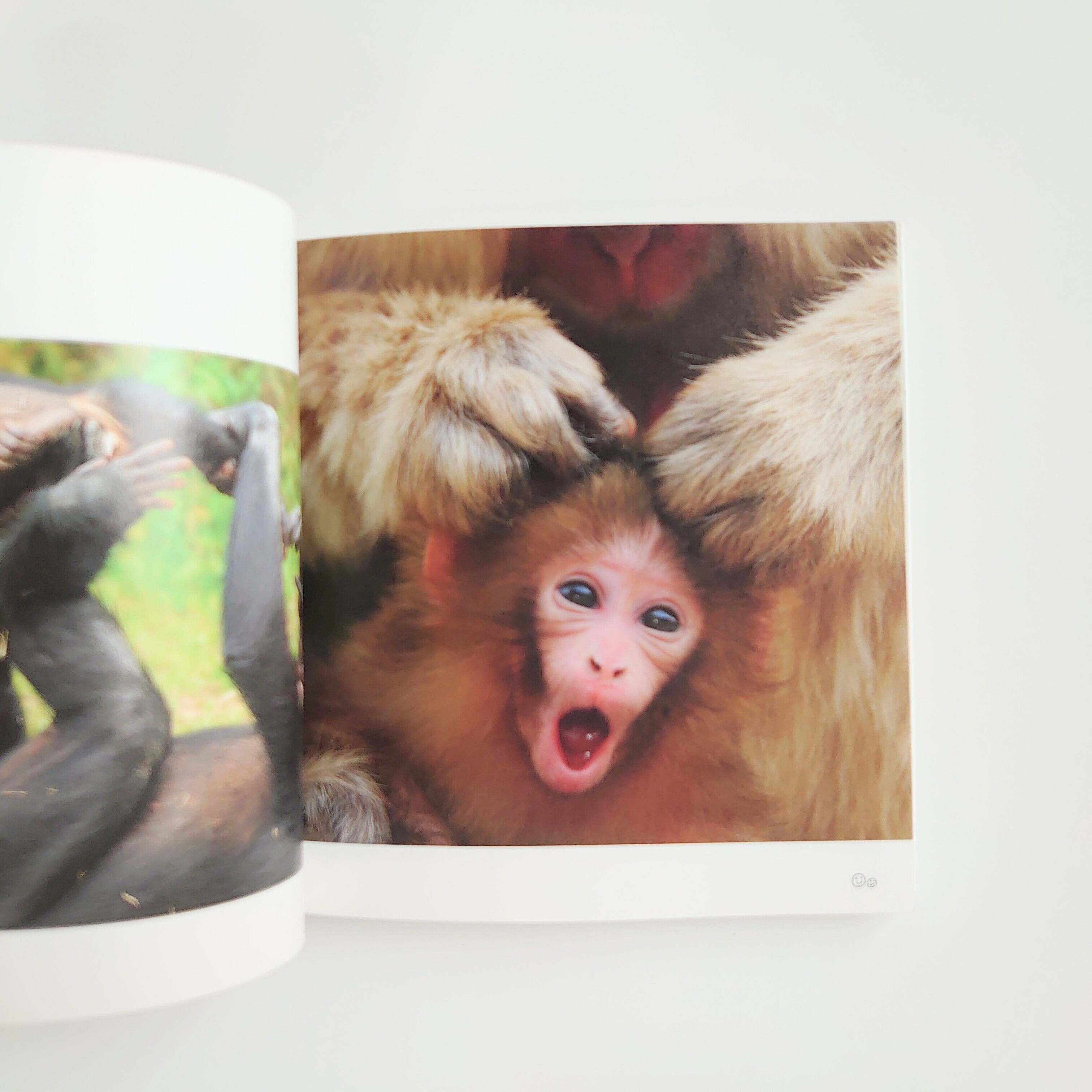 SMILE！ 動物のかわいい笑顔の写真集 | イヌグラシ