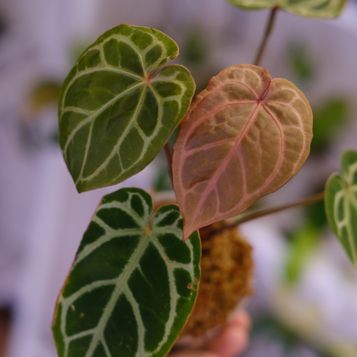 Anthurium. SKG Pink Lemonade × A.Zara Michelle⑤ / アンスリウム 