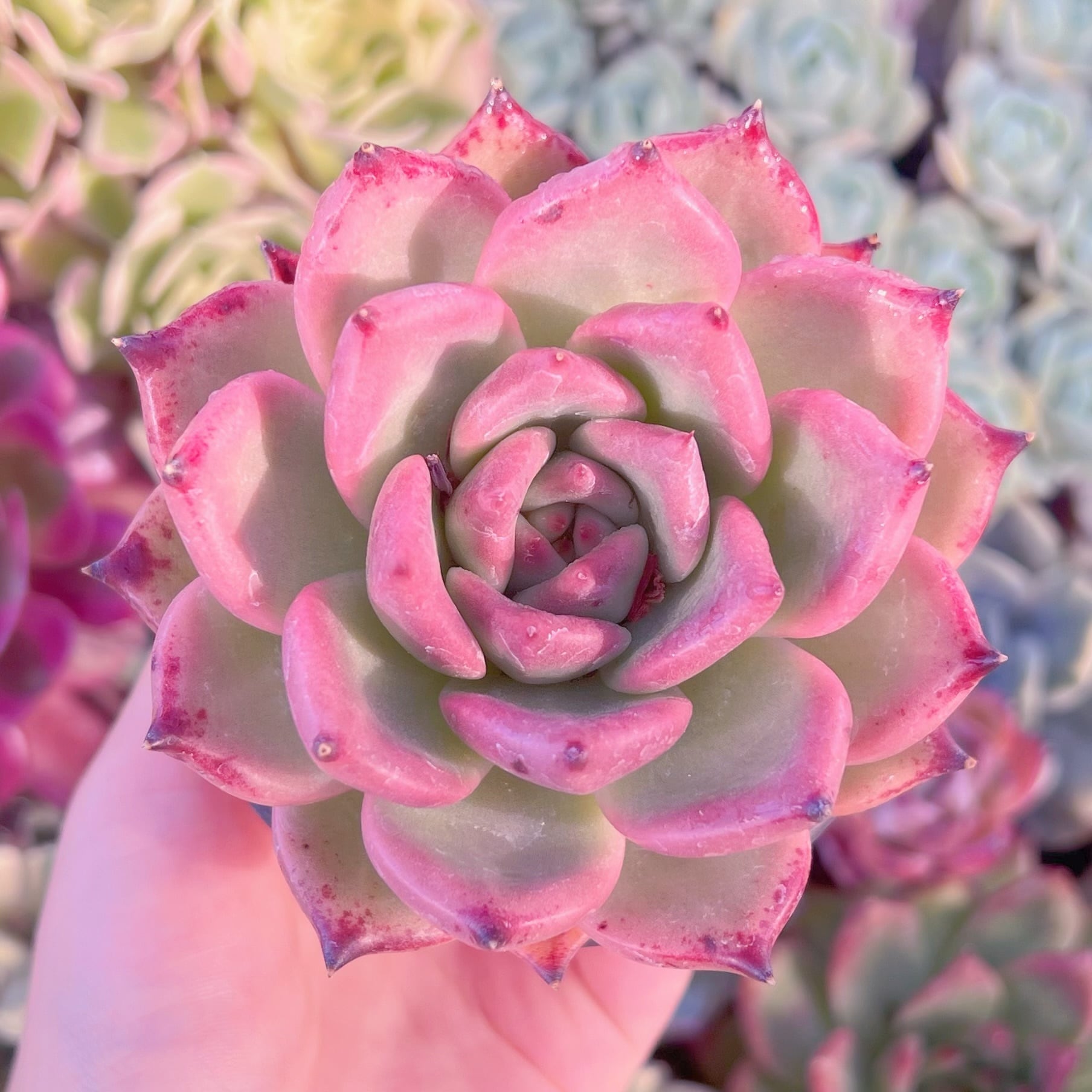 現品　ロメオxマリア#611　大苗　るる農園