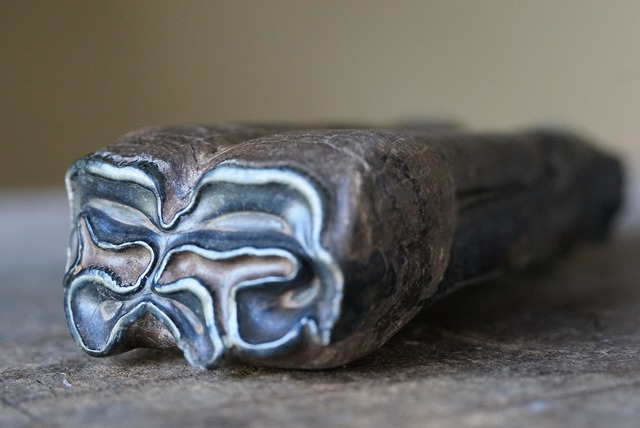 草食動物 歯化石　Tooth Fossil B