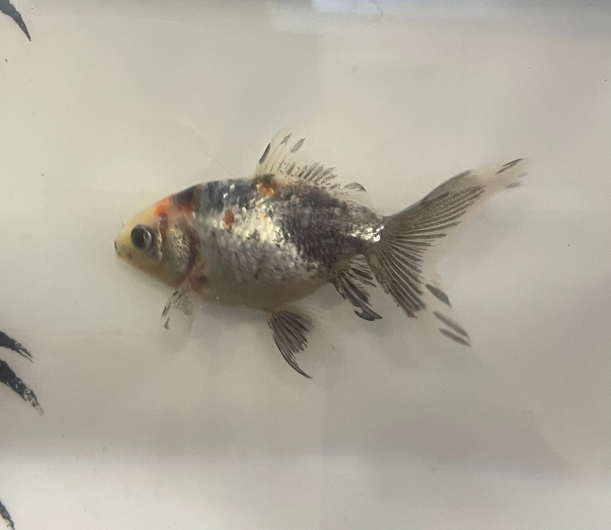 銀鱗オーロラ 金魚宝房