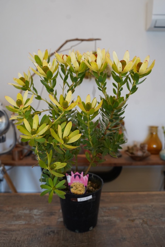 リューカデンドロン　サマーサン①