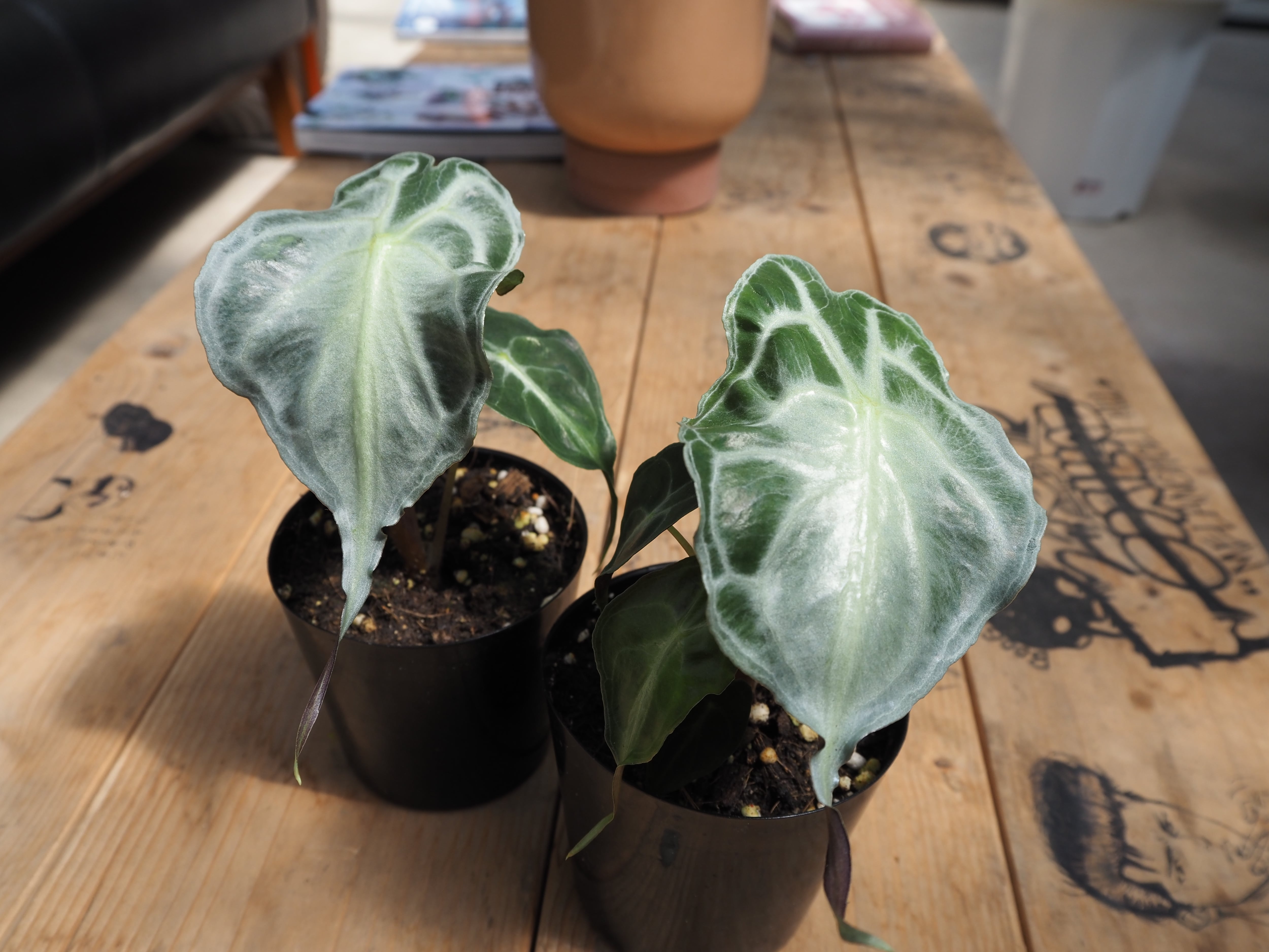 アロカシア ヴェノム 3号 観葉植物 現品 希少品種 希少】アロカシア ヴェノム【3号】 | 高橋園芸