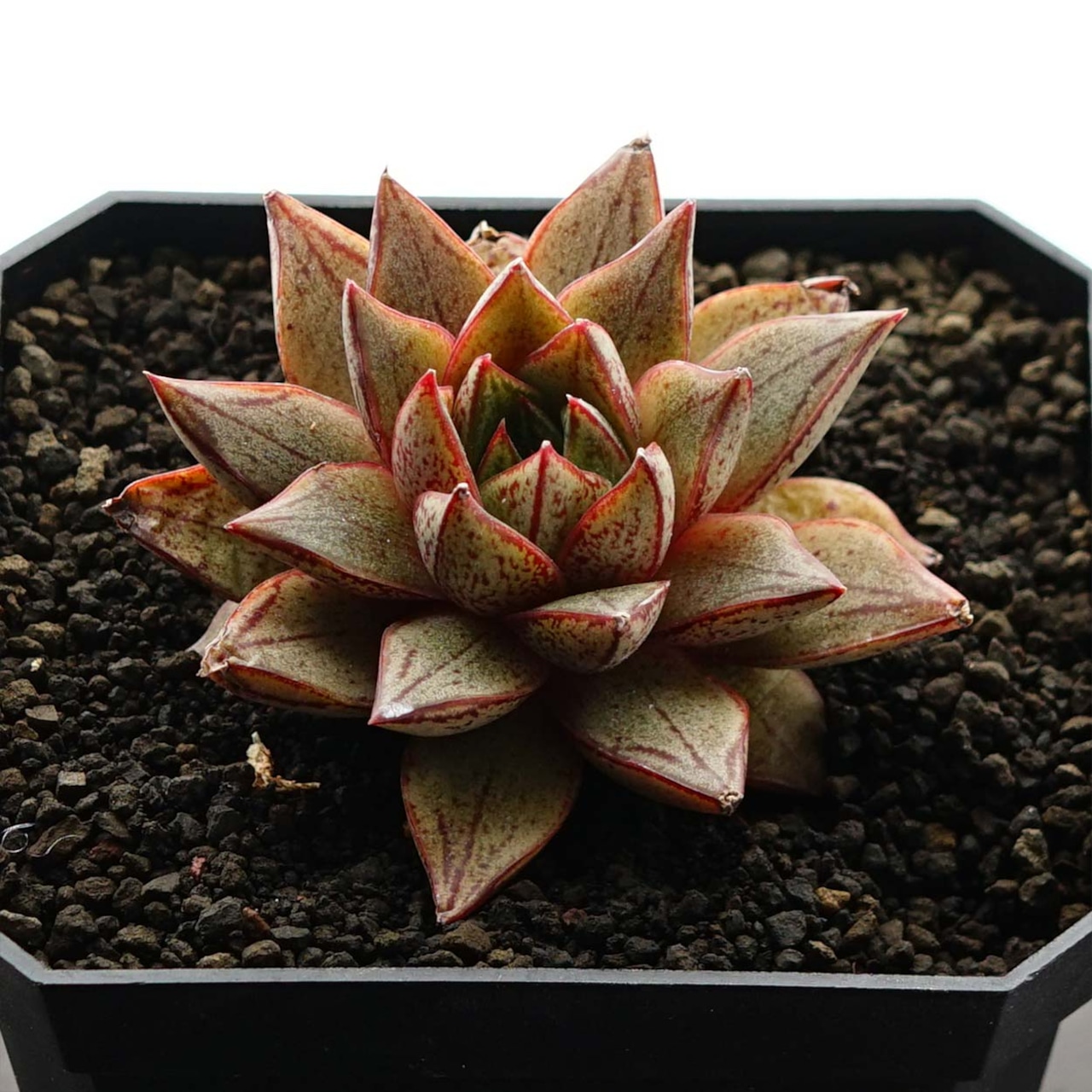 カット苗 パーパソルム ホワイトフォーム Echeveria purpusorum 'White Form'