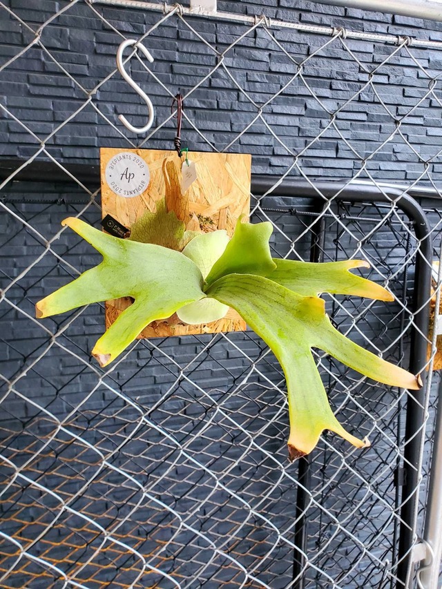 P.Woot #9 (pup)  【artPLANTs】ビカクシダ/Platycerium