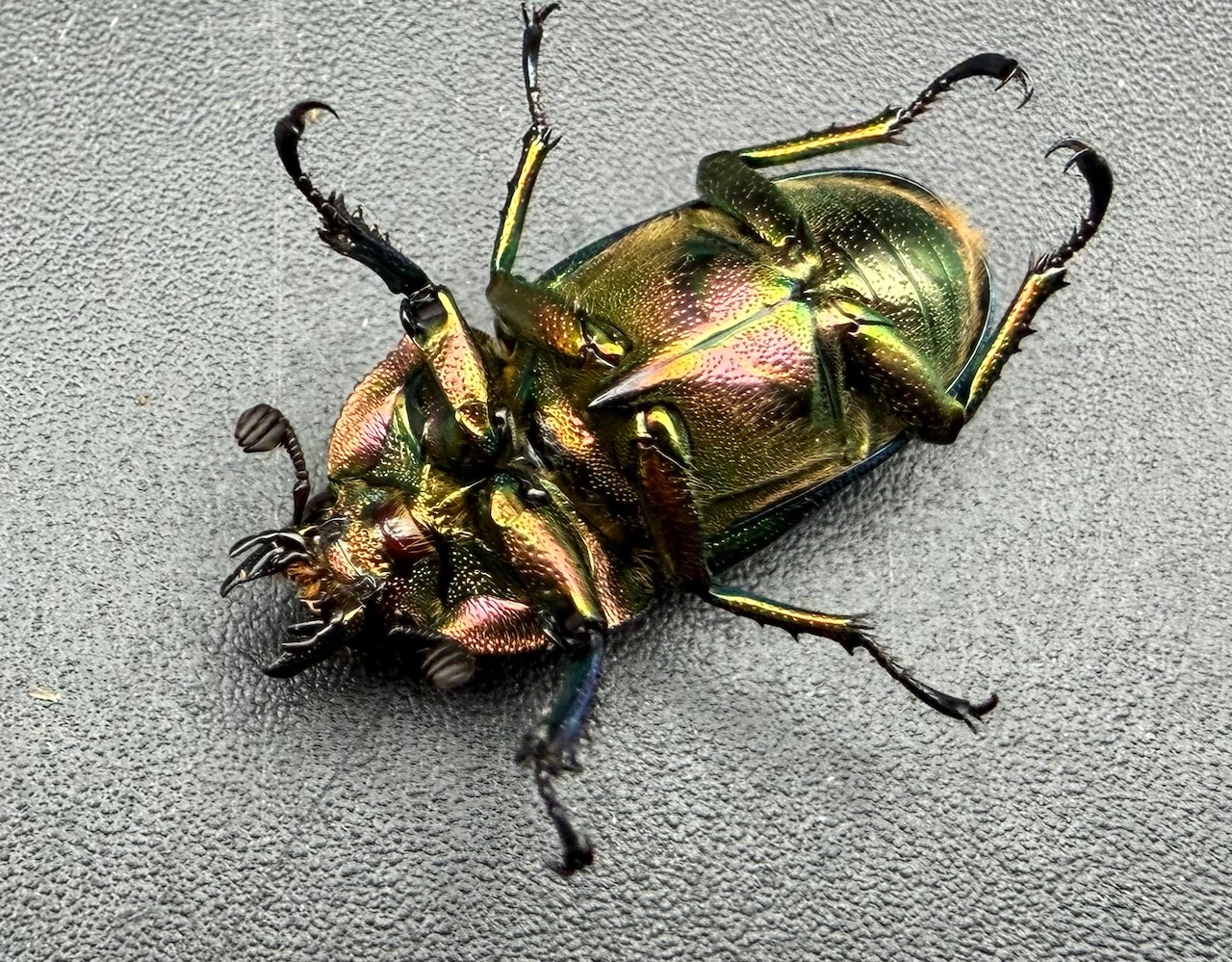 【WD】♀ブルー系《パプアキンイロクワガタ 42mm ペア》