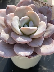 【現物商品】laui 実生苗 ①