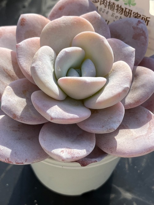 【現物商品】laui 実生苗 ①