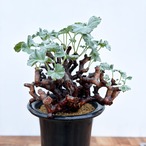 Pelargonium mirabile【ぺラルゴニウム・ミラビレ】