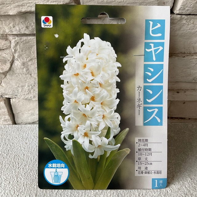 球根 ヒヤシンス 選べる 6色 タキイ 橋本種苗園