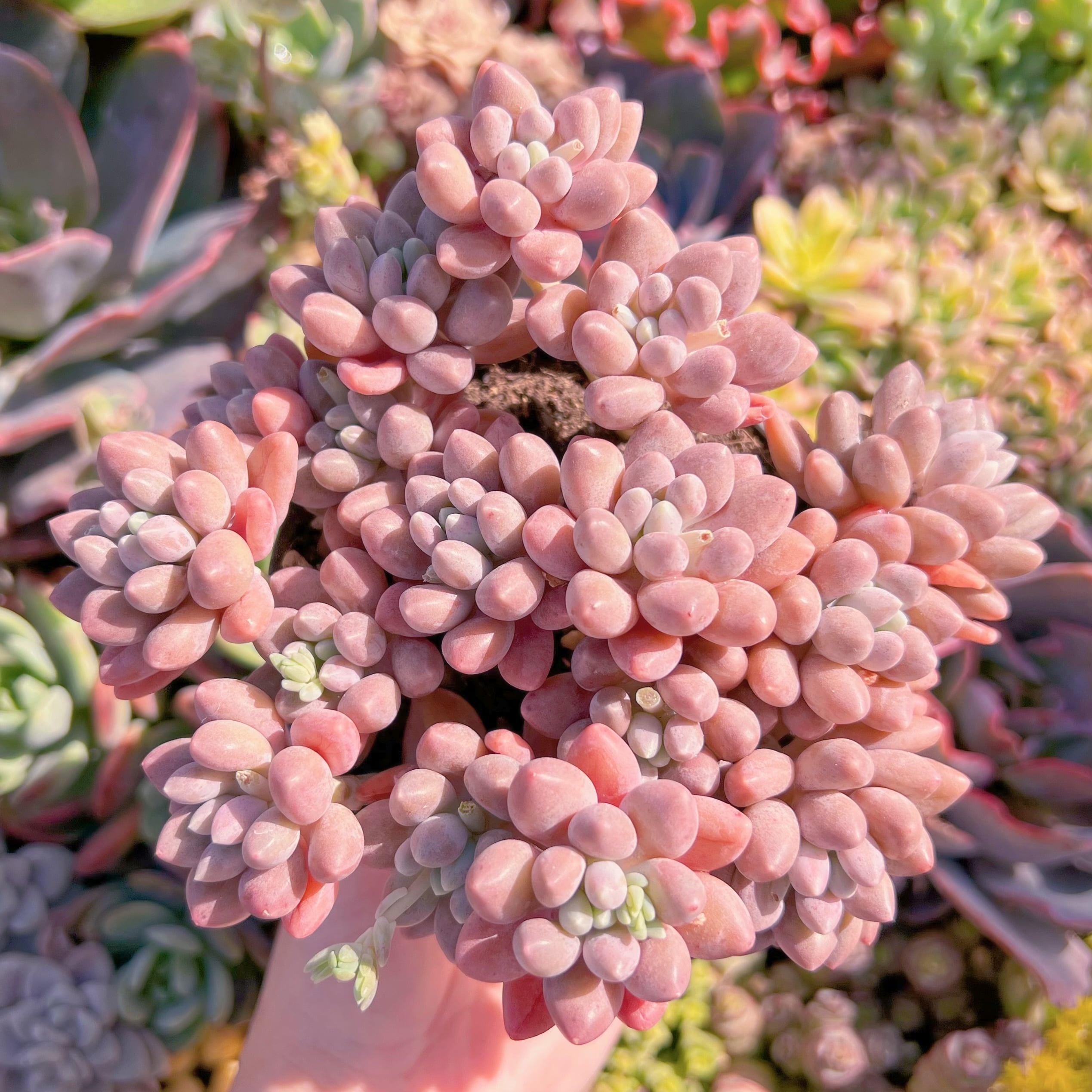 現品　桃美人#A063　大群生　在庫僅少　新入荷　るる農園