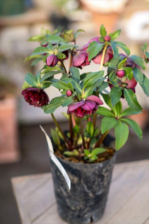 ALL ITEM | オニ通