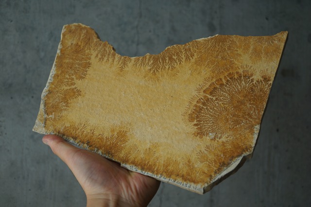 ドイツ産デンドライト 忍石 Dendritic limestone 2445